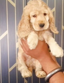 Buy lovable Cocker Spaniel Puppy from Bangalore